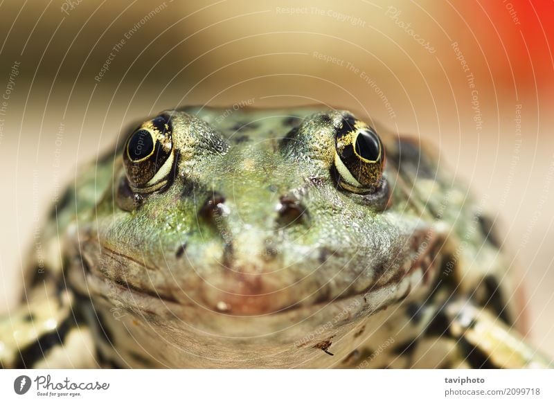 Makro-Porträt von Pelophylax ridibundus schön Natur Tier Teich See nass natürlich niedlich schleimig wild braun grün Farbe Sumpf Frosch Amphibie interessant