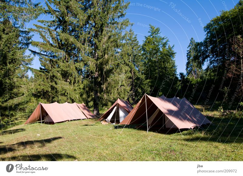 besser als 5* Lifestyle Freizeit & Hobby Ferien & Urlaub & Reisen Ausflug Freiheit Camping Sommerurlaub Erlebnispädagogik Natur Gras Tanne Wiese Wald Zeltlager