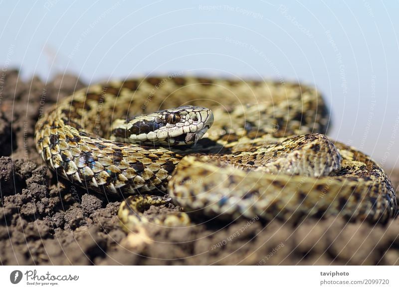 männliche Wiesenviper, die auf dem Boden sich aalt schön Natur Tier Schlange wild braun Angst gefährlich Vipera Natter selten ursinii Europäer Zoologie