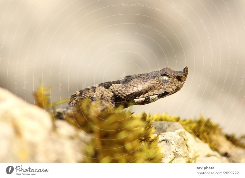 Nase gehörnte Viper closeup schön Natur Tier Sand Felsen Schlange Stein wild braun Angst gefährlich Natter Kopf Vipera Tierwelt Ammodyten Ottern giftig Gift