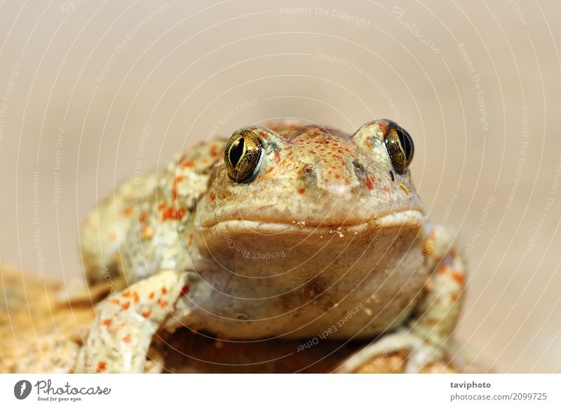 Porträt der netten Knoblauchkröte schön Gesicht Tier niedlich schleimig wild braun Farbe Frosch Unke Amphibie Tierwelt Fuscus farbenfroh allgemein Herpetologie