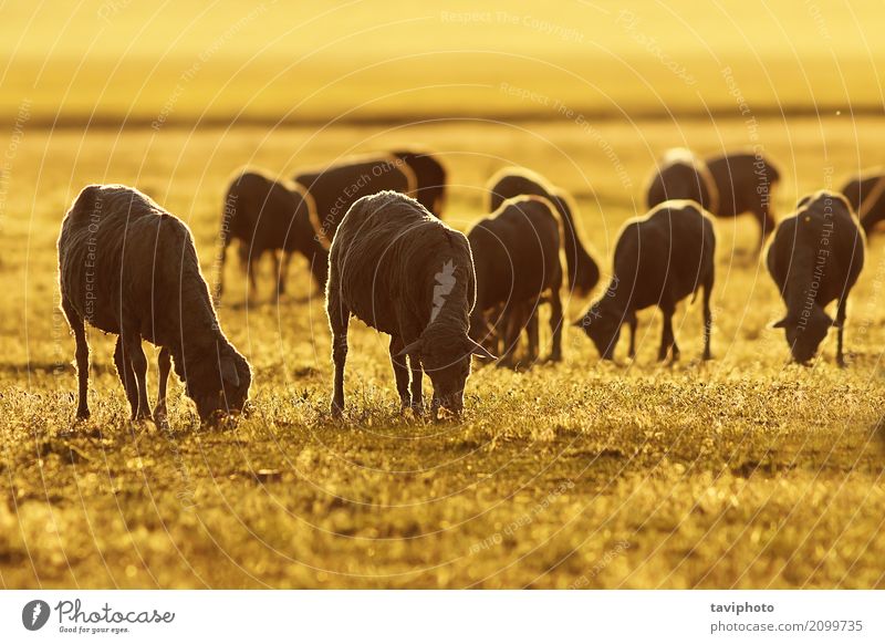 Schafherde im Sonnenaufgang orange Licht schön Ferien & Urlaub & Reisen Sommer Natur Landschaft Tier Gras Wiese Herde Fressen natürlich niedlich grün Farbe