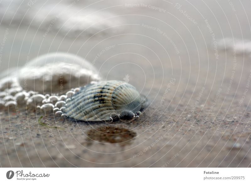 Blubb, blubb, blubb Umwelt Natur Tier Urelemente Wasser Küste Meer hell nass natürlich Muschel Muschelschale Herzmuschel Blase Wasserblase Farbfoto