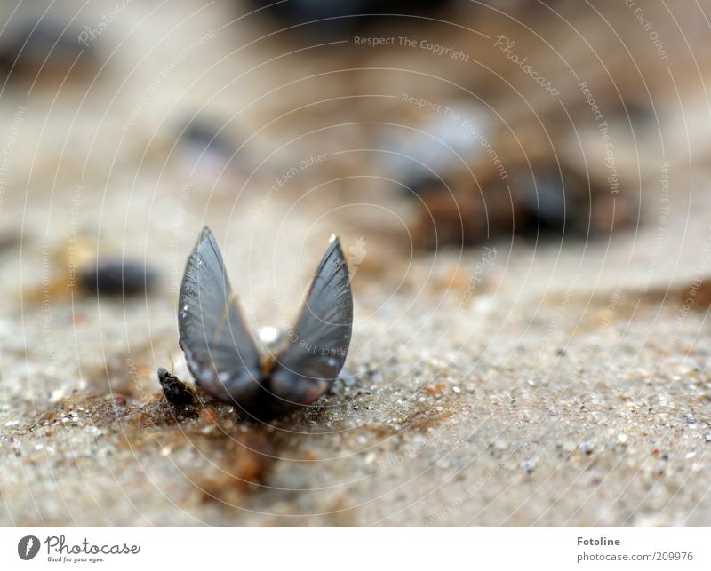 gestrandet Umwelt Natur Urelemente Erde Sommer Küste Strand Meer hell nass natürlich Muschel Muschelschale Miesmuschel aufgeklappt Farbfoto Gedeckte Farben