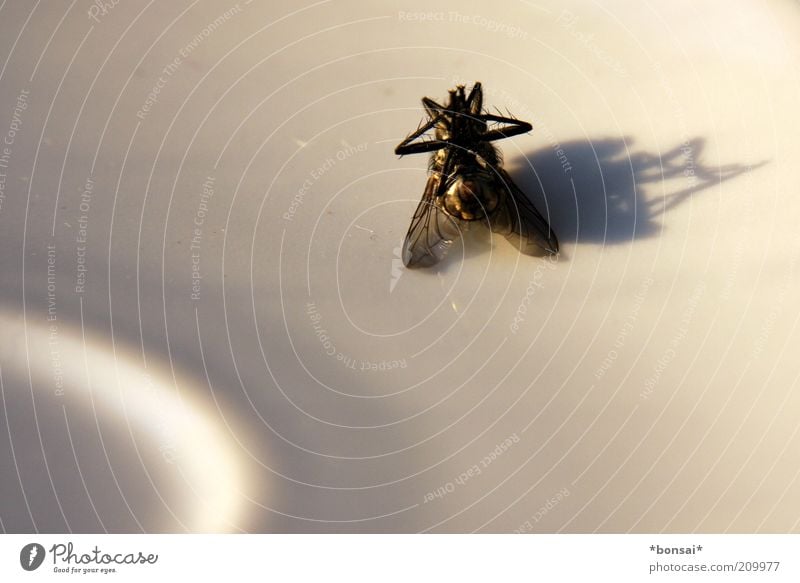 todesschatten Totes Tier Fliege Flügel 1 Porzellanschalen liegen alt kaputt klein nah schwarz weiß Tod Ende Natur ruhig stagnierend Vergänglichkeit Silhouette