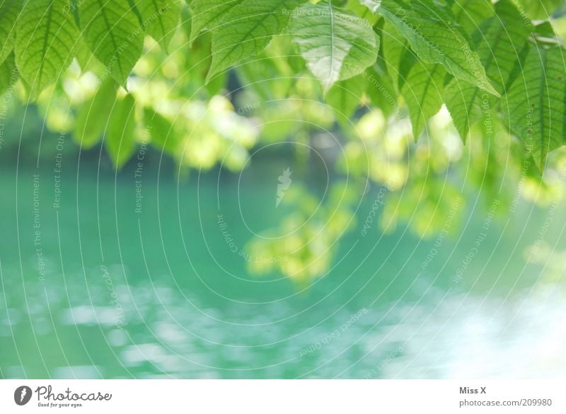 Sommerlaune Natur Frühling Schönes Wetter Baum Blatt Park Küste See Bach Fluss grün Idylle rein Blätterdach zart zartes Grün Farbfoto mehrfarbig Außenaufnahme