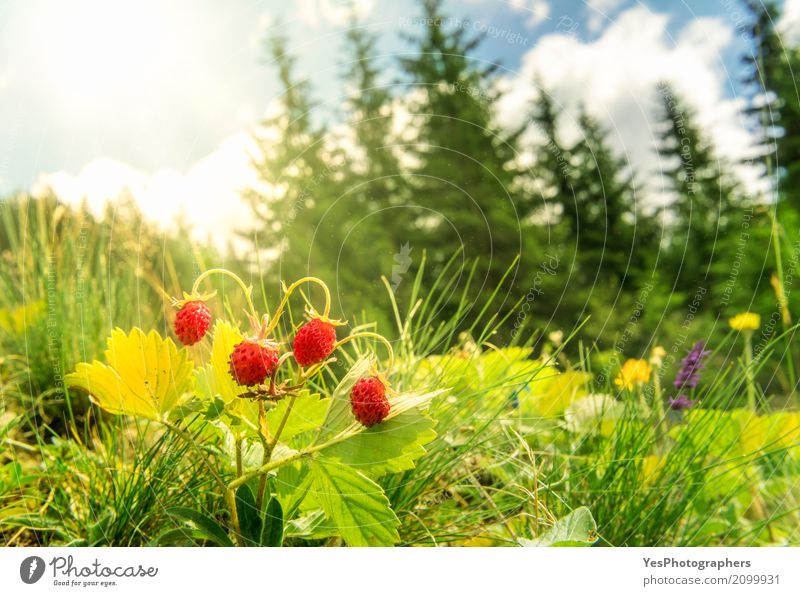 Walderdbeerenbusch in einem Sommerwalddekor Frucht Ernährung Diät Freude Glück Umwelt Natur Pflanze frisch lecker natürlich wild Luftstaub Beeren Buchse heiter