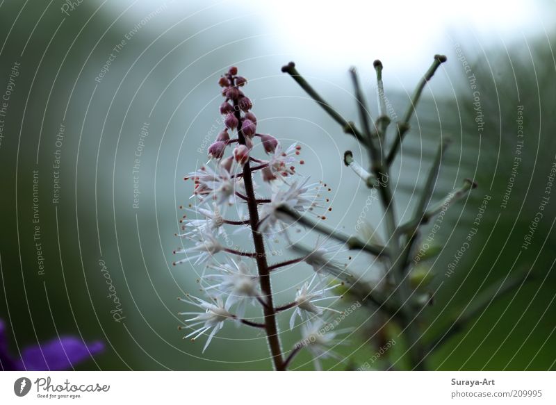 Morgenblüte Sommer Natur Pflanze Blüte Topfpflanze Blühend Duft Wachstum natürlich ästhetisch bizarr einzigartig zartes Grün rosa weiß Nahaufnahme Farbfoto