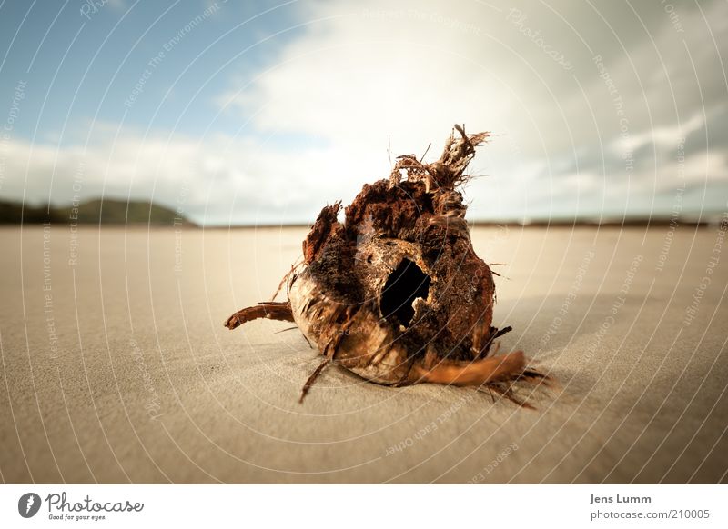 Coconut Strand blau braun Kokosnuss Wolken Himmel Sand gebraucht verrotten Vergänglichkeit Einsamkeit Farbfoto Außenaufnahme Textfreiraum links Tag Weitwinkel