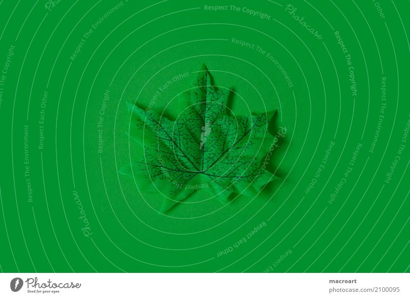 Grün mehrfarbig Blatt einzeln Herbst herbstlich Dekoration & Verzierung Einsamkeit liegen Single grün Frühling Sommer