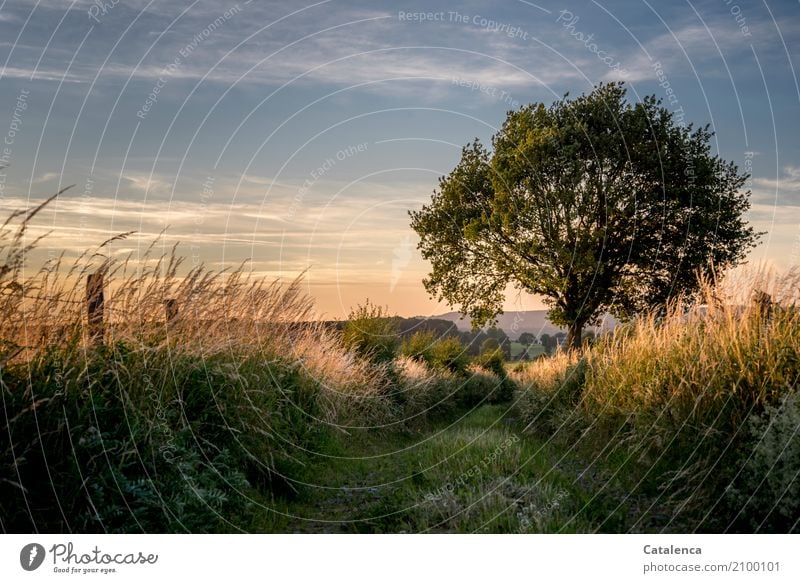 Fernweh, ländliche Landschaft mit Baum im Abendlicht wandern Natur Himmel Gewitterwolken Sommer Schönes Wetter Gras Sträucher Wiese Fußweg Zaunpfahl ästhetisch