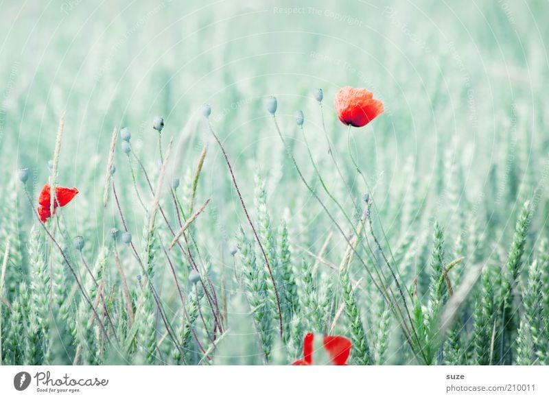 Applaus Getreide Sommer Natur Pflanze Blume Blüte Feld Wachstum natürlich grün rot Mohn Klatschmohn Punkt Mohnblüte Schwache Tiefenschärfe hell Kornfeld Weizen