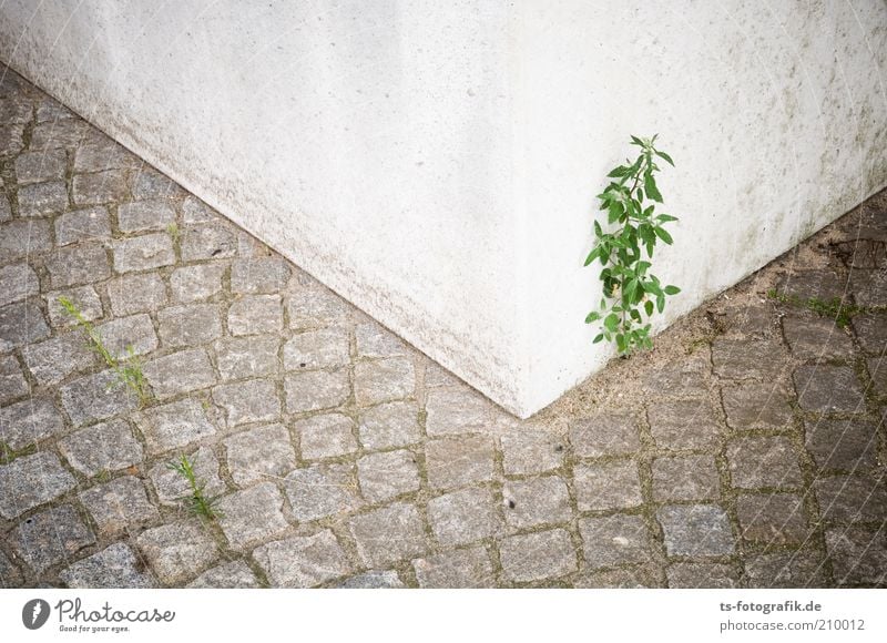 Durchsetzungskraft Umwelt Natur Pflanze Blume Sträucher Grünpflanze Wildpflanze Pflastersteine Pflasterweg Betonklotz Betonkübel Straße Wege & Pfade Stein Linie