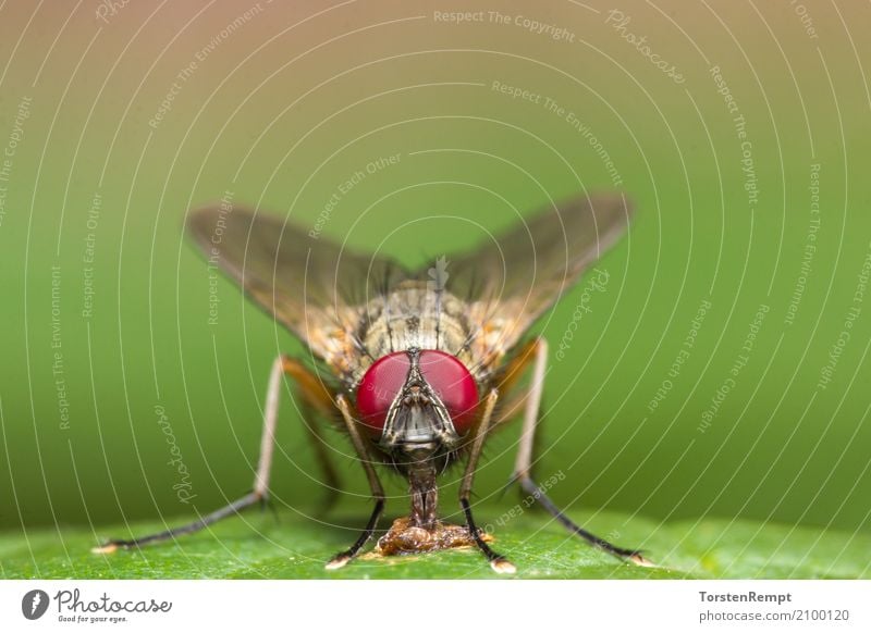 Fly Natur Tier Fliege 1 Fressen klein braun gelb grün rot Augen Beine Facetten Insekt Kopf Portrait Wildlife frontal Farbfoto Außenaufnahme Makroaufnahme