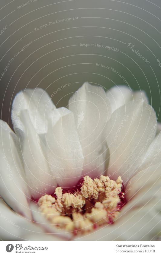 Kakteenblüte Pflanze Kaktus Blüte Blühend schön klein nah gelb rot weiß Pollen weich Hochformat zart sensibel Farbfoto Gedeckte Farben Außenaufnahme Nahaufnahme