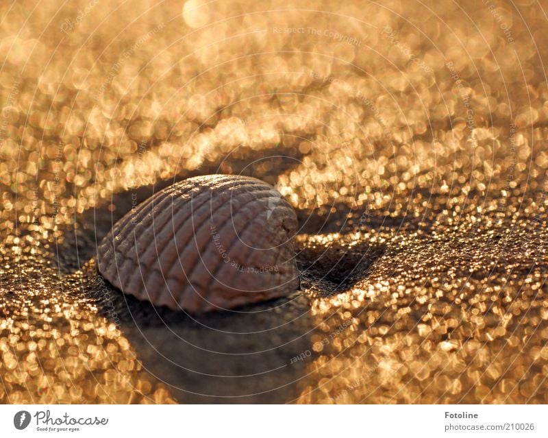 eingemuschelte Muschel Umwelt Natur Tier Urelemente Erde Sommer Küste Strand Ostsee Meer hell nass natürlich braun gold Muschelschale Herzmuschel Farbfoto