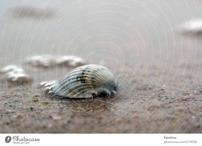 Noch ne Pupsmuschel ;-) Umwelt Natur Urelemente Wasser Sommer Strand Ostsee Meer nah nass natürlich Muschel Muschelschale Herzmuschel Wasserblase Farbfoto