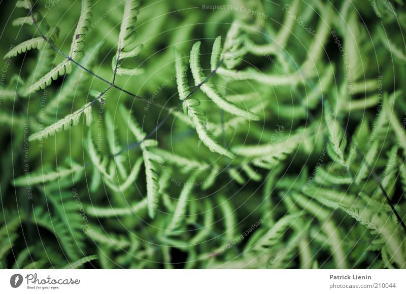 Durcheinander Umwelt Natur Pflanze Sommer Farn Blatt Wildpflanze beobachten genießen Blick ästhetisch dunkel elegant schön natürlich Farbfoto Außenaufnahme