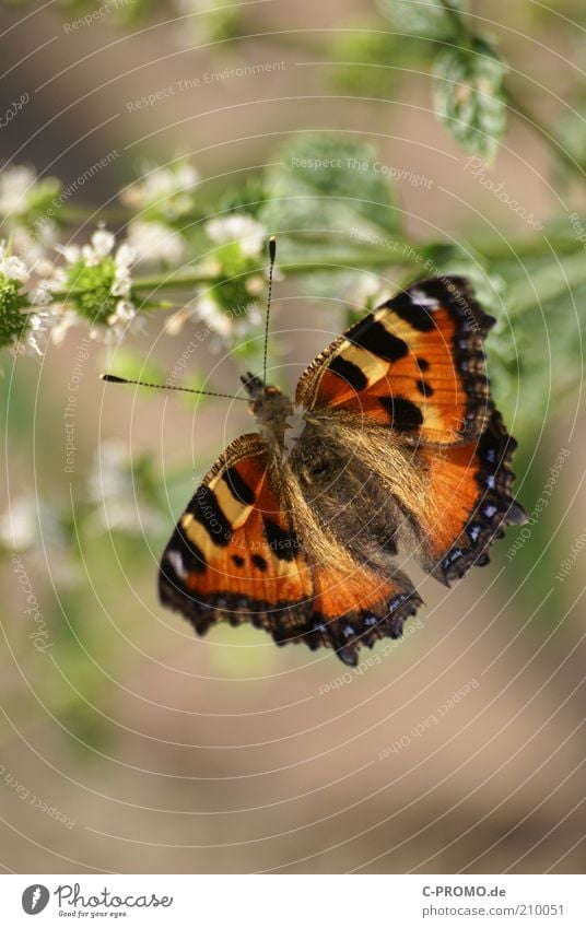 Kleine Fuchs Tier Schmetterling 1 braun mehrfarbig gelb schwarz Kleiner Fuchs Nymphalis urticae Flügel Fühler Farbfoto Außenaufnahme Tag Licht