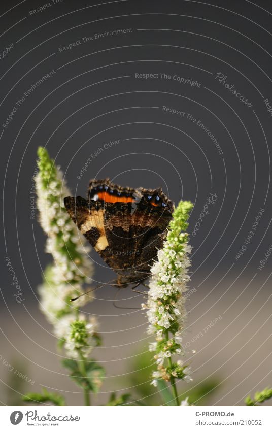 Kleine Fuchs II Schmetterling 1 Tier sitzen Kleiner Fuchs Flügel Fühler Farbfoto Außenaufnahme Tag Starke Tiefenschärfe Pflanze Blüte Gras Textfreiraum oben