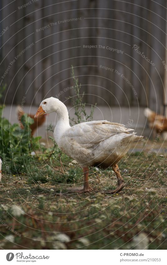 gans schnell weg... Tier Haustier Gans 1 laufen Bauernhof Scheune Geflügelfarm Biologische Landwirtschaft bodenhaltung watscheln Farbfoto Gedeckte Farben