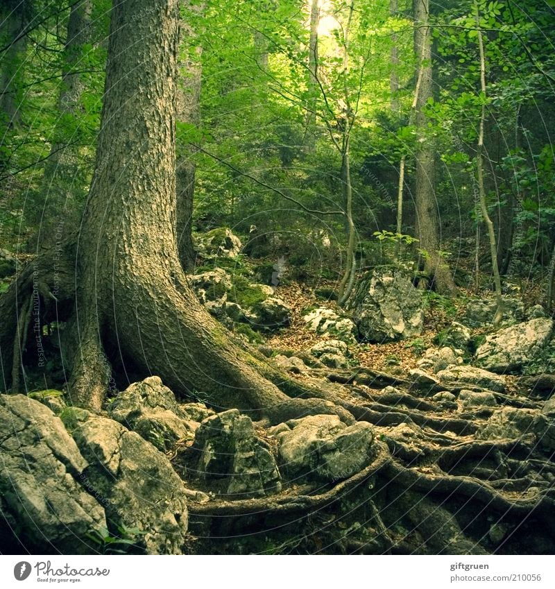 über stock und stein Umwelt Natur Landschaft Pflanze Baum Wald Wachstum alt gruselig grün Angst bodenständig Wurzel Baumwurzel Stein Wege & Pfade Lichtblick