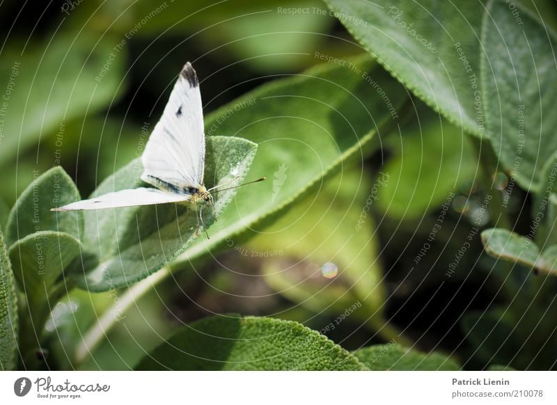 flieg schon los! Umwelt Natur Landschaft Pflanze Tier Urelemente Sommer Blume Blatt Grünpflanze Nutzpflanze Wildpflanze Garten Wildtier Schmetterling