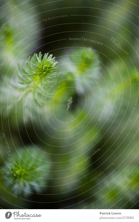 sanft grün Umwelt Natur Pflanze Grünpflanze Wildpflanze Wachstum schön klein natürlich Farbfoto Außenaufnahme Menschenleer Tag Schatten Kontrast Unschärfe