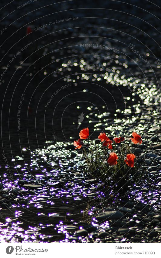 Am Strand von Pleasantville Sommer Umwelt Natur Pflanze Wasser Schönes Wetter Blume Mohn Seeufer Teich Stein Blühend glänzend Stimmung Farbfoto Außenaufnahme