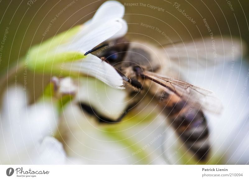 Bee cool! Umwelt Natur Pflanze Tier Sommer Blüte Wildpflanze Nutztier Wildtier Biene Flügel 1 Blühend Duft entdecken schön Farbfoto Außenaufnahme Makroaufnahme