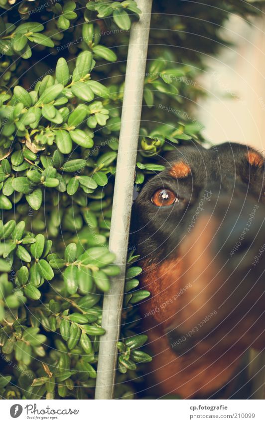 kommst hier nicht rein Natur Pflanze Sträucher Grünpflanze Tier Haustier Hund 1 Stab beobachten warten Haushund Farbfoto Tag Licht Tierporträt Halbprofil