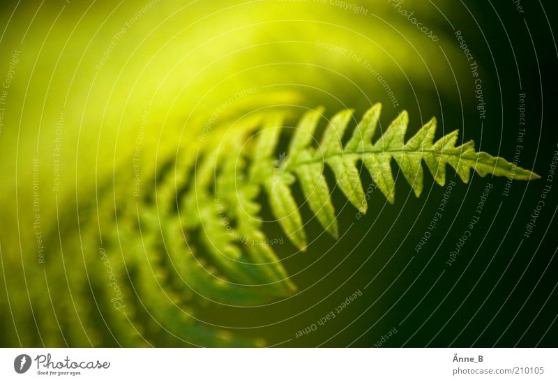 Im Wald Leben harmonisch Pflanze Sträucher Farn Grünpflanze Wildpflanze Gefäßsporenpflanzen Wachstum frisch natürlich weich gelb grün friedlich Gelassenheit