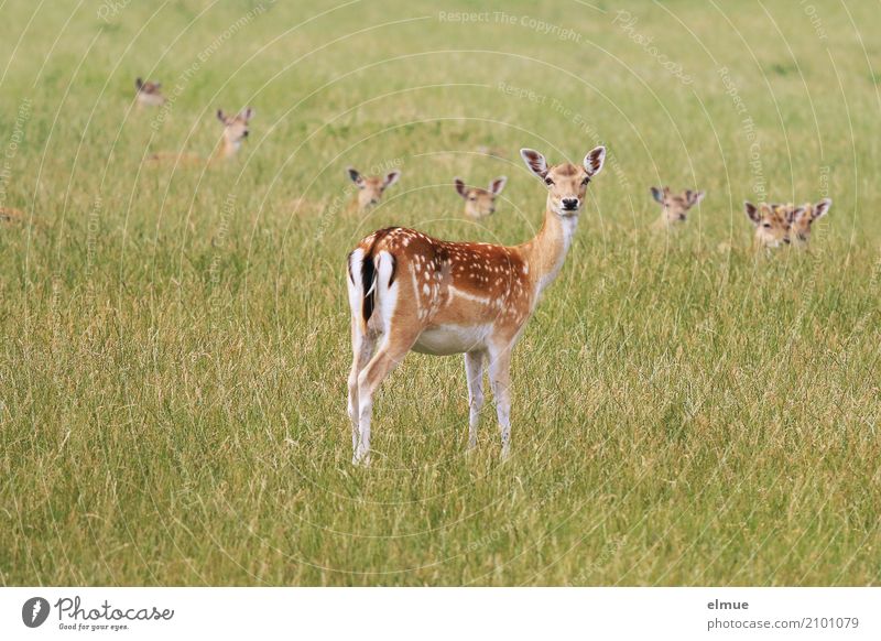 Mutprobe Umwelt Natur Tier Gras Wildtier Damwild Wildfleisch Reh Ricke Sommerfell Ohr Punktmuster Rehbraten Tiergruppe Bambi verstecken beobachten Zusammensein