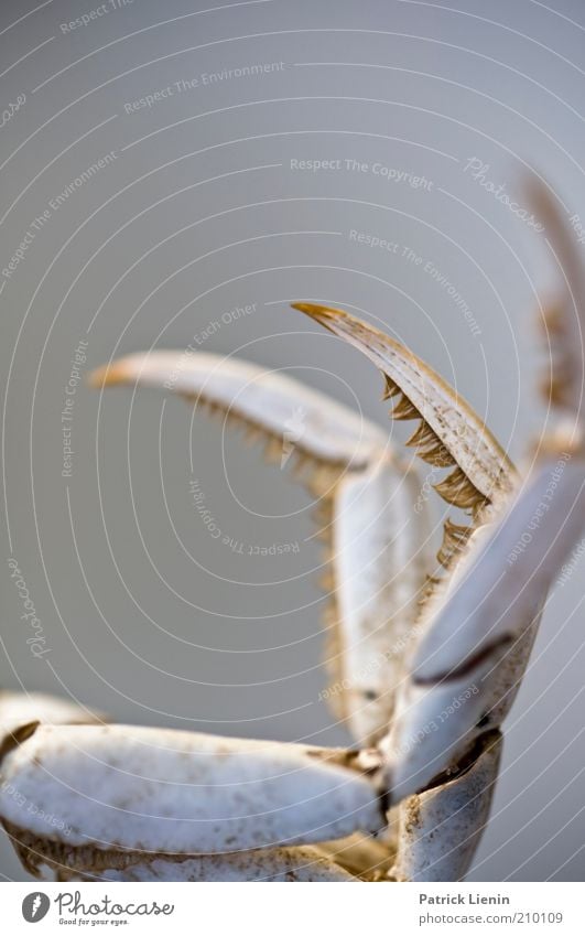 sharp Umwelt Tier Wildtier Krallen 1 gebrauchen Bewegung kämpfen krabbeln Blick Aggression bedrohlich authentisch achtsam Angst Entsetzen Krebstier bleich