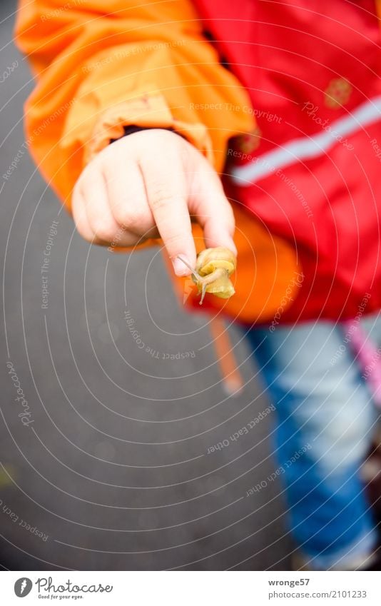 Tierrettung Ausflug Abenteuer Sommer Kind Kleinkind Hand 1 Mensch 3-8 Jahre Kindheit Wildtier Schnecke entdecken klein Neugier mehrfarbig Tapferkeit Schutz