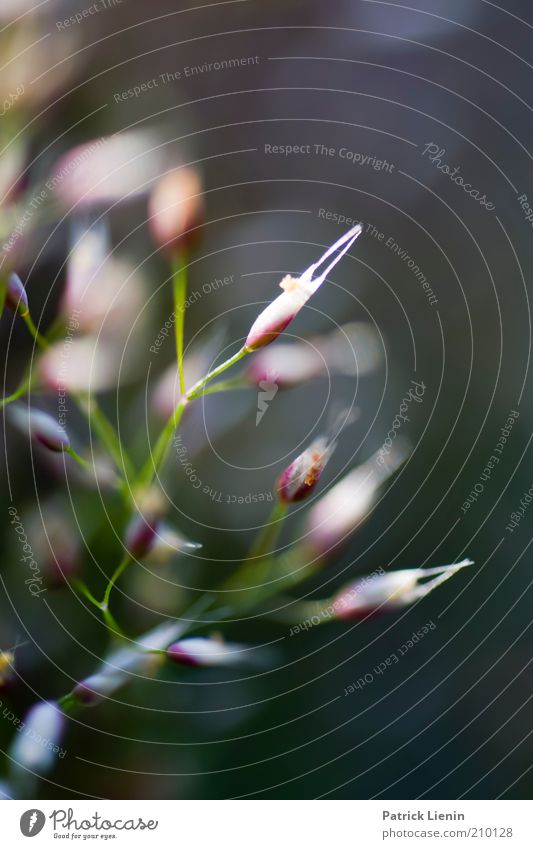 Drahtschmiele Umwelt Natur Pflanze Sommer Schönes Wetter Blüte Grünpflanze Wildpflanze Blühend Duft ästhetisch dünn nah natürlich schön weich Farbfoto