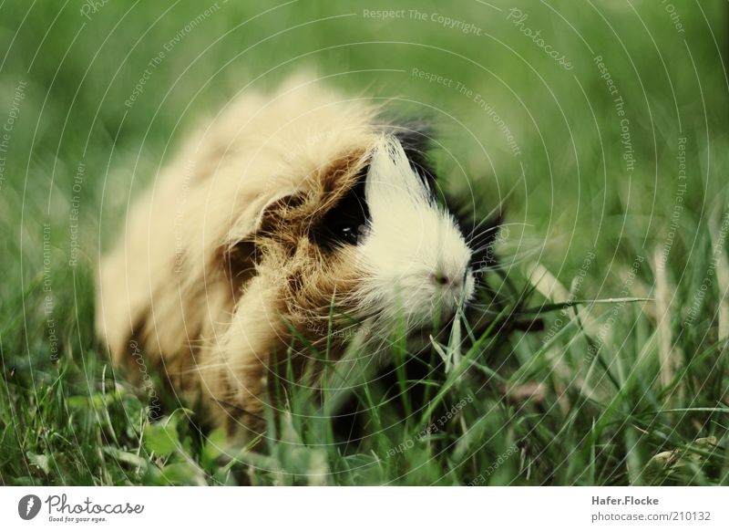 Rasenmäher Wiese Haustier Fell Meerschweinchen 1 Tier entdecken Fressen sitzen warten kuschlig nah niedlich Außenaufnahme Hintergrund neutral Kontrast Unschärfe