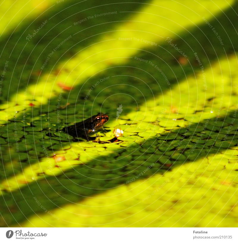 kleiner Hüpper Umwelt Natur Pflanze Tier Urelemente Wasser Sommer Wärme Teich Wildtier Frosch Tiergesicht 1 Tierjunges hell nass natürlich grün Wasserlinsen