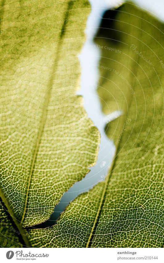 Zellteilung Natur Pflanze Sommer Schönes Wetter Blatt Grünpflanze Wildpflanze Zeichen dünn frisch nah natürlich blau grün bizarr Klima Trennung Umwelt