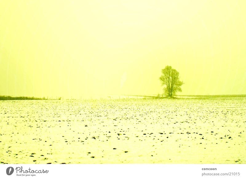 Dem Winter Ade sagen Feld Baum einzeln gelb kalt Dresden Schnee Sonne