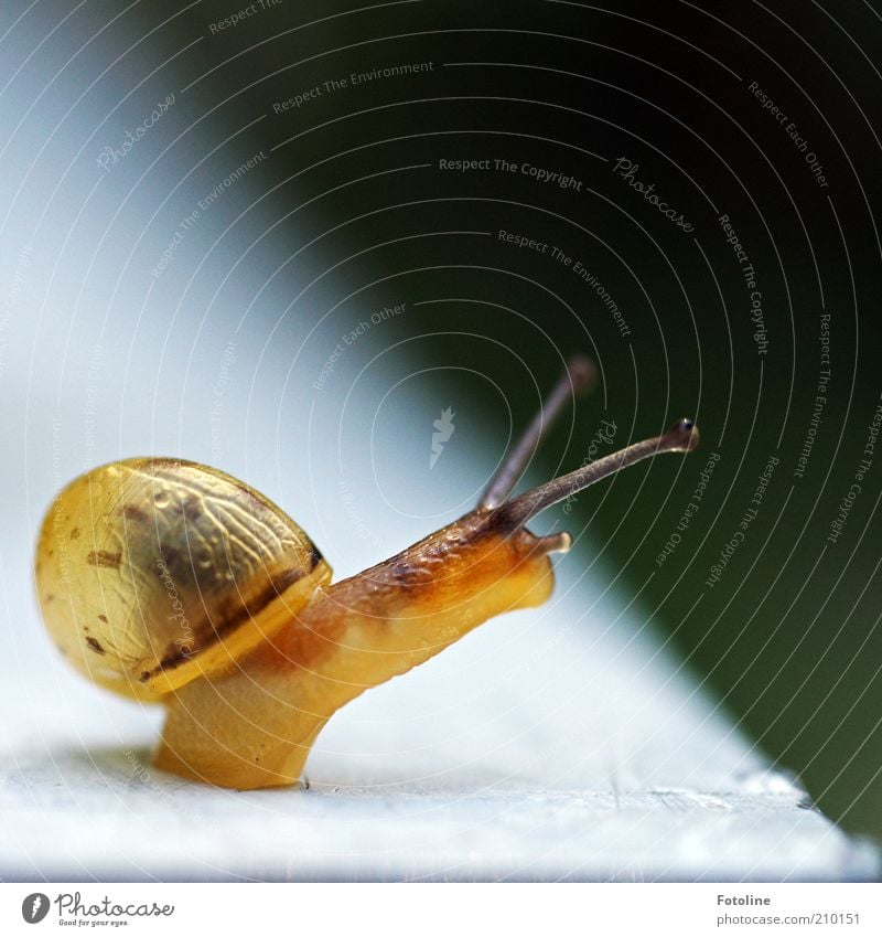 Finchen Umwelt Natur Tier Wildtier Schnecke Tierjunges hell natürlich Schneckenhaus schleimig krabbeln Farbfoto mehrfarbig Außenaufnahme Makroaufnahme