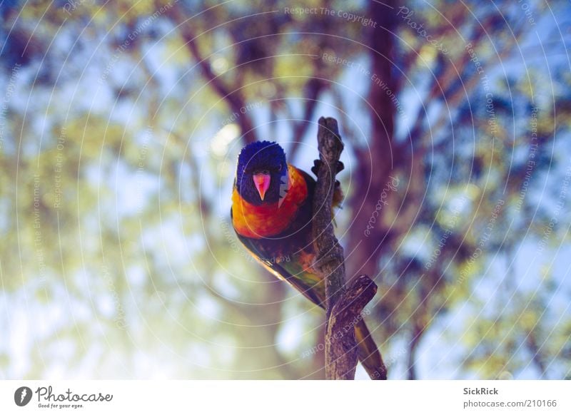 You! Natur Tier Wildtier Vogel Allfarbloris 1 ästhetisch exotisch blau gelb Blick mehrfarbig Farbfoto Außenaufnahme Textfreiraum links Textfreiraum rechts