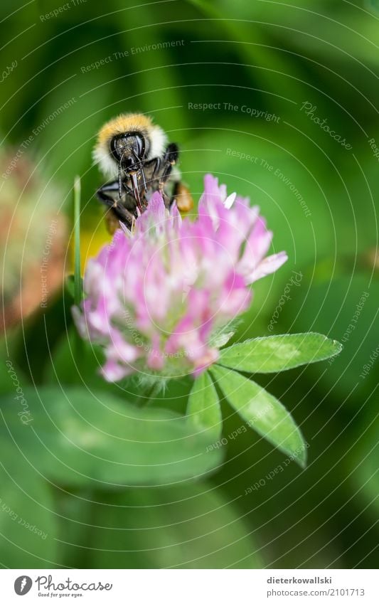 Hummel Umwelt Natur Tier Klima Klimawandel Blüte Nutztier Wildtier Fressen Zunge Kleeblüte Ernährung Umweltschutz Klimaschutz Insekt Insektenschutz Insektengift