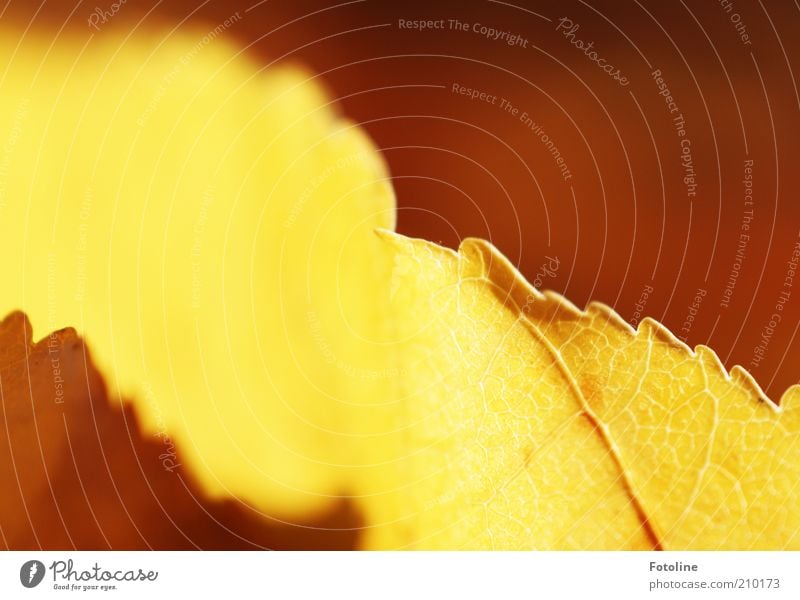 Leuchten Umwelt Natur Pflanze Herbst Blatt hell natürlich leuchten Farbfoto mehrfarbig Außenaufnahme Textfreiraum oben Tag Sonnenlicht herbstlich Herbstfärbung