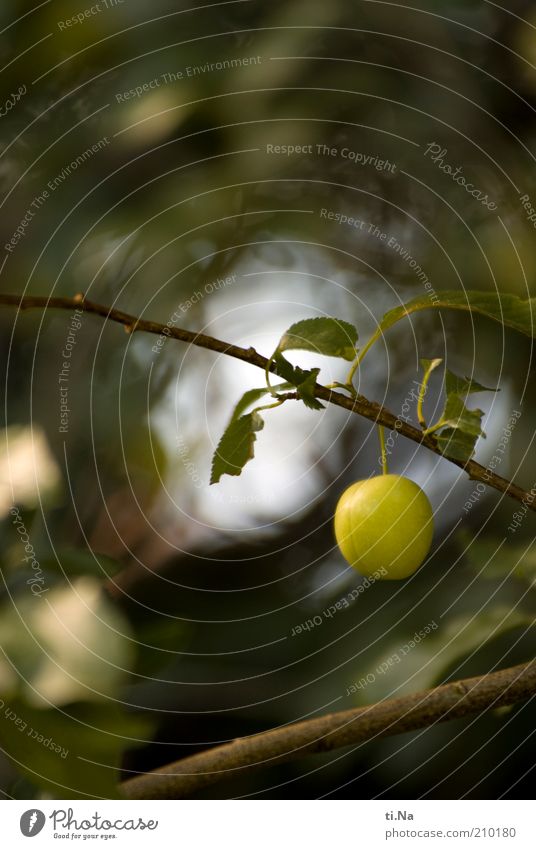 abhängen Frucht Pflaume Umwelt Natur Pflanze Baum Blatt Pflaumenbaum Wachstum klein natürlich grün Farbfoto Außenaufnahme Menschenleer Textfreiraum oben Tag