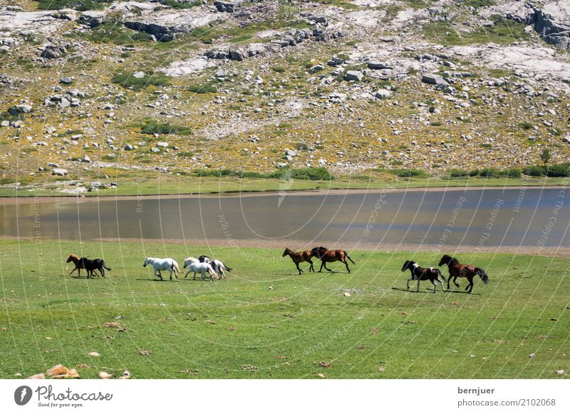 wild horses Natur Landschaft Pflanze Tier Erde Wasser Gras Wiese Felsen Wildtier Pferd Tiergruppe lachen braun grün Mut Wahrheit Ehrlichkeit ästhetisch