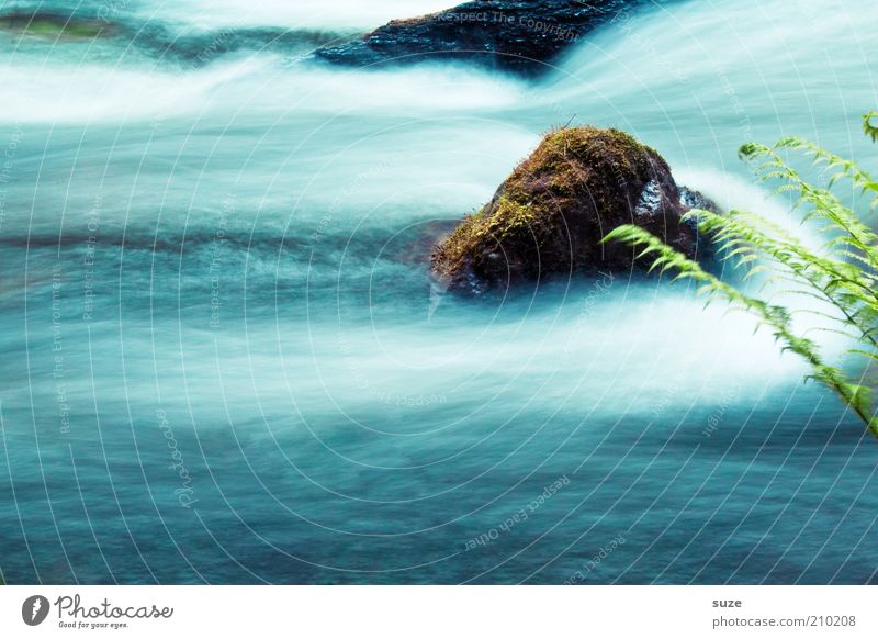 *Bildrauschen* Abenteuer Umwelt Natur Landschaft Pflanze Wasser Klima Gras Sträucher Farn Grünpflanze Wildpflanze Felsen Flussufer Bach Stein entdecken