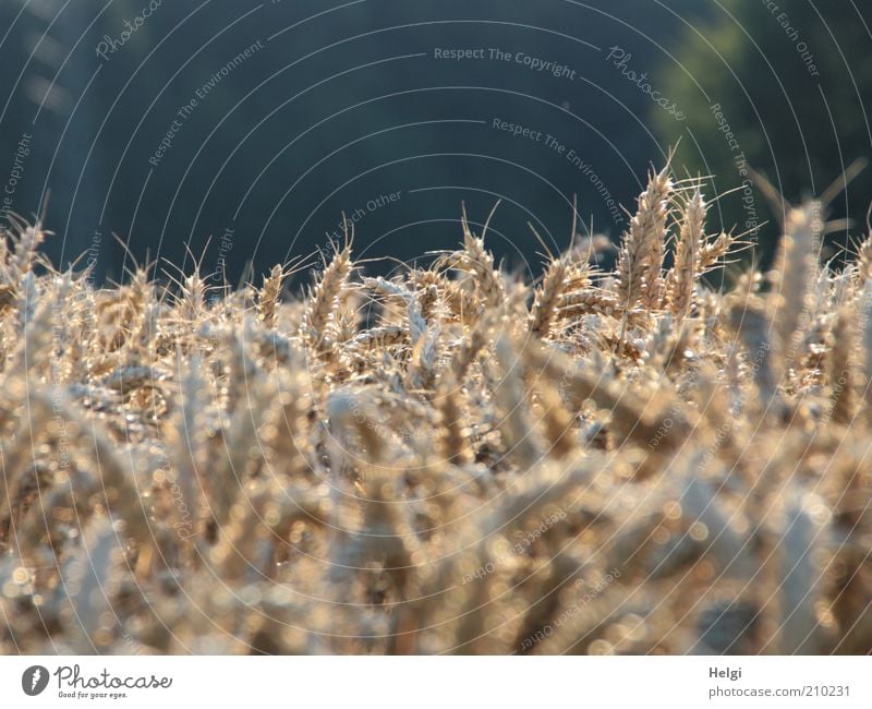 Weizen in der Abendsonne Umwelt Natur Pflanze Sonnenlicht Sommer Schönes Wetter Nutzpflanze Getreide Ähren Kornfeld Halm Feld glänzend leuchten Wachstum