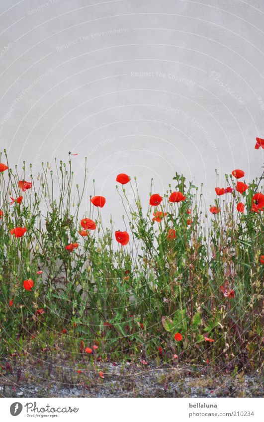 Köpfe hoch... Umwelt Natur Pflanze Erde Sommer Wetter Schönes Wetter Blume Gras Blüte Wildpflanze schön grau grün rot weiß Mohn Mohnblüte Wand trist