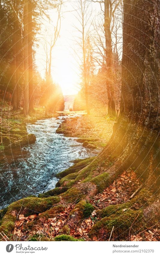 Ein Morgen im Herbst Ausflug wandern Natur Landschaft Pflanze Urelemente Wasser Sonne Sonnenaufgang Sonnenuntergang Schönes Wetter Baum Moos Park Wald Bach